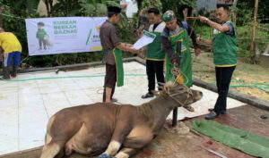 BAZNAS Bone Berbagi Daging Kurban Untuk Berbagi Kebahagian Pada warga
