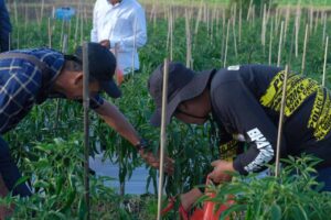 Soppeng Panen Perdana Cabe Merah, Dukung Program Penanganan Inflasi dan Program Makan Gratis