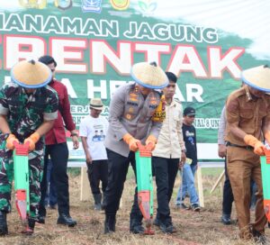 Kapolres Bone Dan Forkopimda Tanam Jagung Dukung Program Ketahanan Pangan