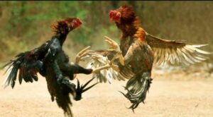 Sabung Ayam di Desa Sadar: Ilegal, Terstruktur, dan Diduga Dilindung