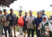 Data Ubinan Statistik Panen Padi Perdana Kecamatan Paleteang Capai 13 Ton per Hektare, Wabup Sudirman Apresiasi Ketangguhan Petani Pinrang