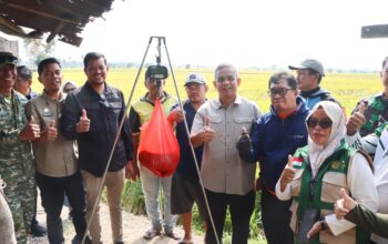 Data Ubinan Statistik Panen Padi Perdana Kecamatan Paleteang Capai 13 Ton per Hektare, Wabup Sudirman Apresiasi Ketangguhan Petani Pinrang