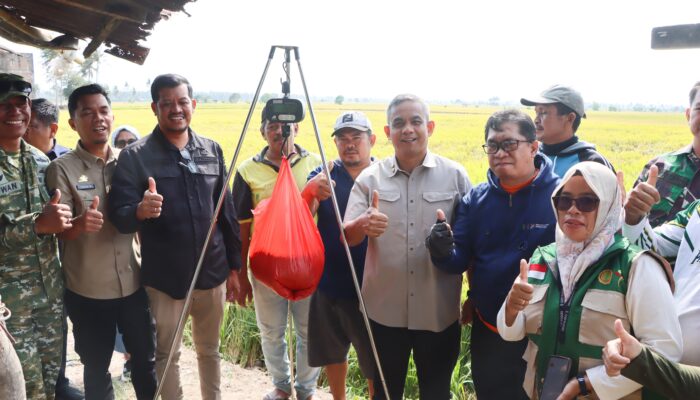 Data Ubinan Statistik Panen Padi Perdana Kecamatan Paleteang Capai 13 Ton per Hektare, Wabup Sudirman Apresiasi Ketangguhan Petani Pinrang